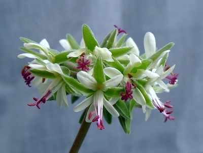 PELARGONIA CARNOSUM [ SPECIOSUM ] kaktus