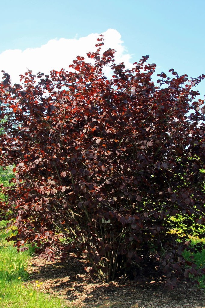 LESZCZYNA POŁUDNIOWA 'PURPUREA' (CORYLUS MAXIMA)