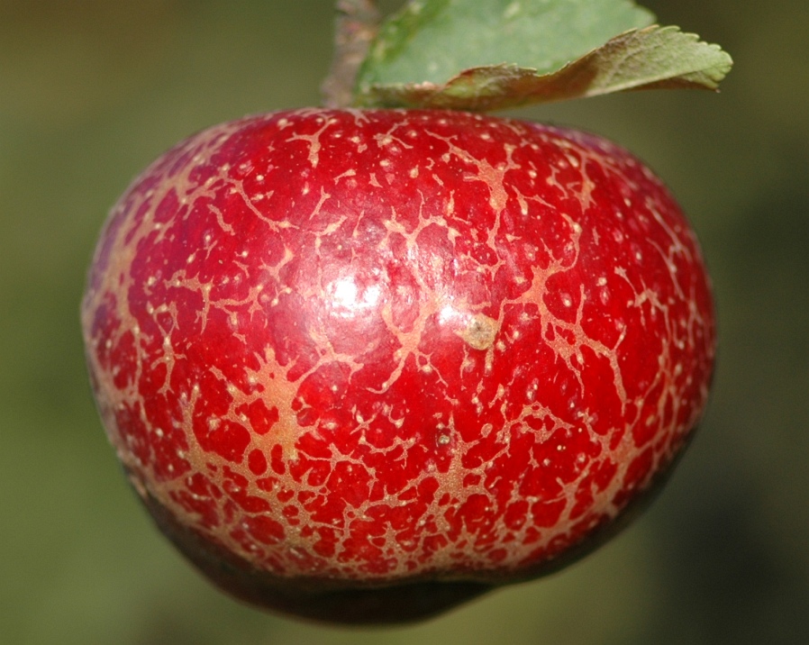 Jabłoń PEPINA RIBSTONA - WYŚMIENITY WINNY SMAK !!!