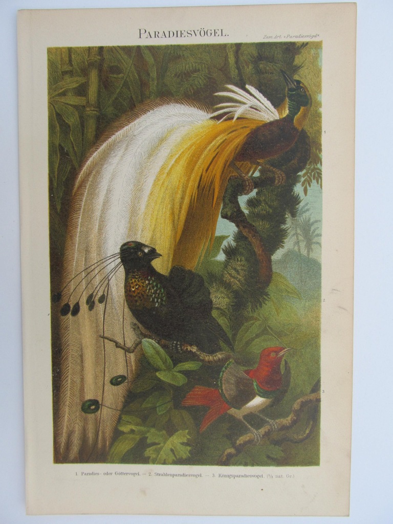 PTAKI RAJSKIE FAUNA barwna litografia 1897 r.