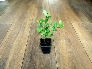 Ilex vomitoria, YAUPON, kuzyn Yerba Mate SADZONKA