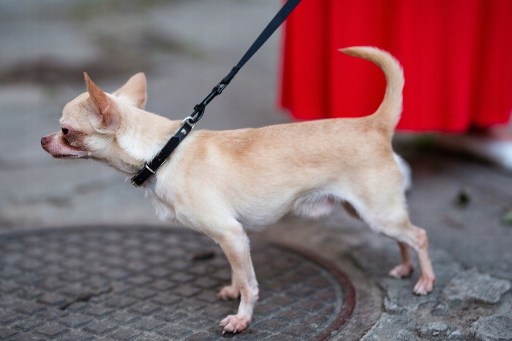 Chihuahua pies samiec piesek 2 lata
