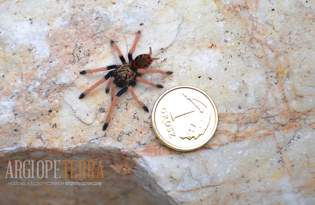 Młody Ptasznik - Chromatopelma cyaneopubescens L3