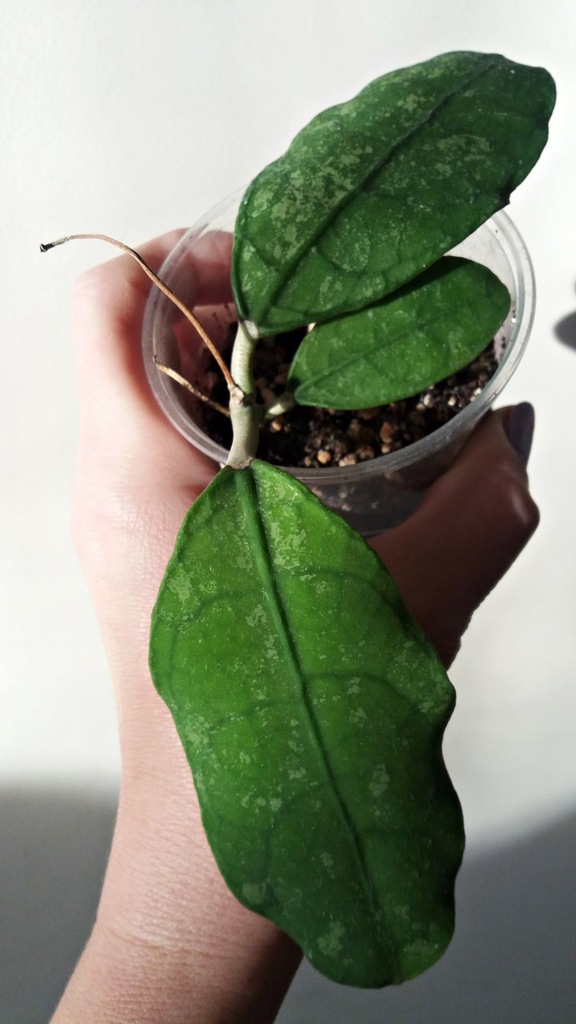 Hoya sp. Lata Iskandar A - ukorzeniona