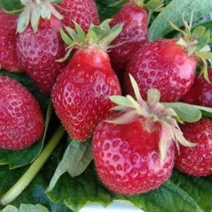 POZIOMKOWA sadzonki truskawek doniczkowane produce