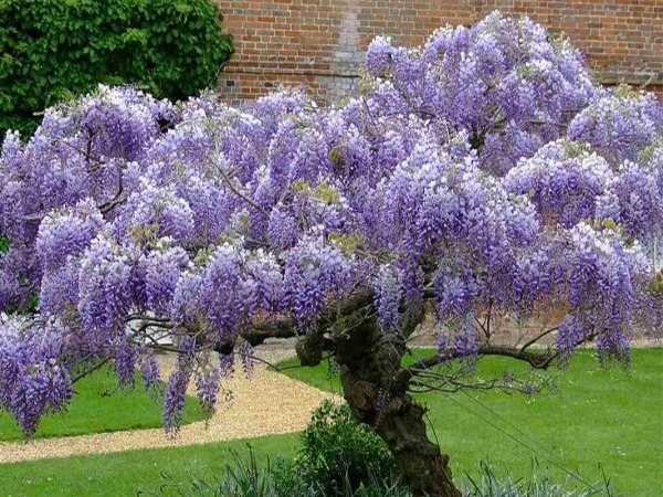 Glicynia chińska WISTERIA Fioletowe grona kwiatów