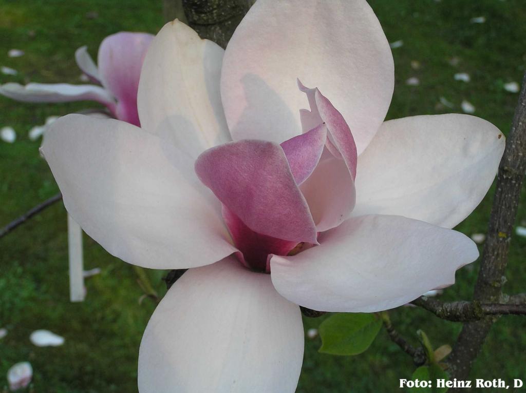 Magnolia 'Big Dude' - OLBRZYMIE DWUBARWNE KWIATY !