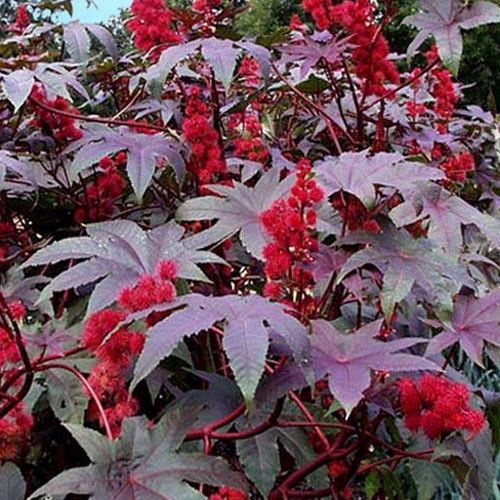 Rącznik-Kasztanowiec Ricinus communis czerwony8szt