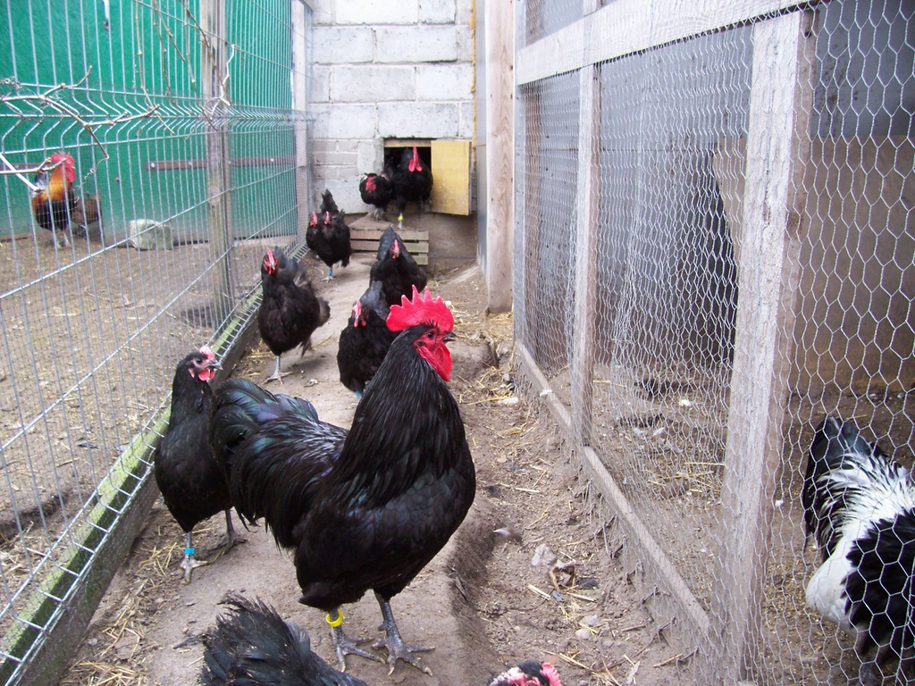 jajka lęgowe australorp i inne...