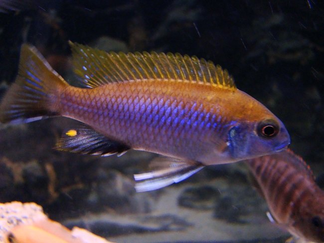 Gephyrochromis LAWSI Nkhata Bay  - MALAWI Śląsk
