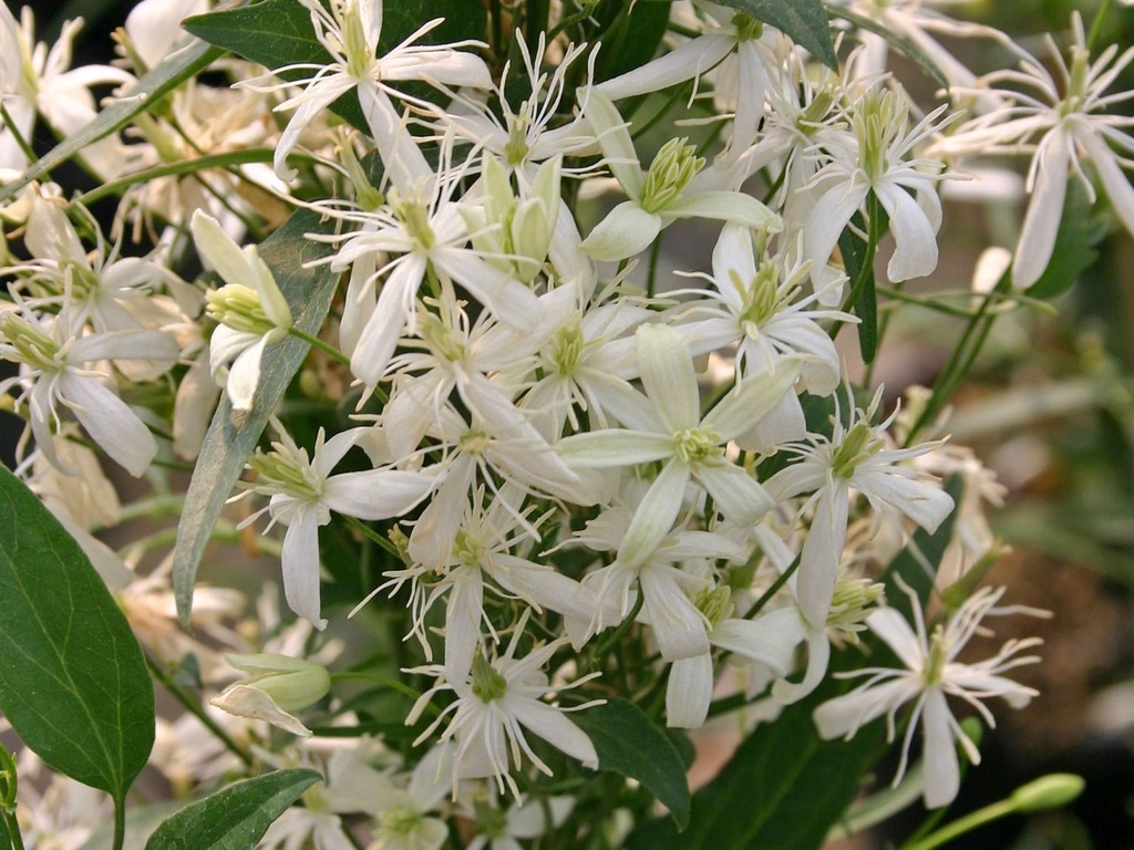 Clematis flammula - Powojnik południowy WONNY !!!