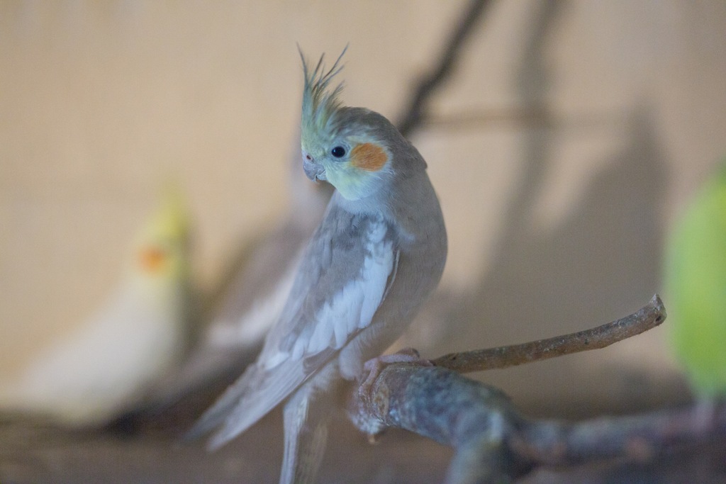 Papugi Nimfy - zeszłoroczne - odbiór w Rybniku