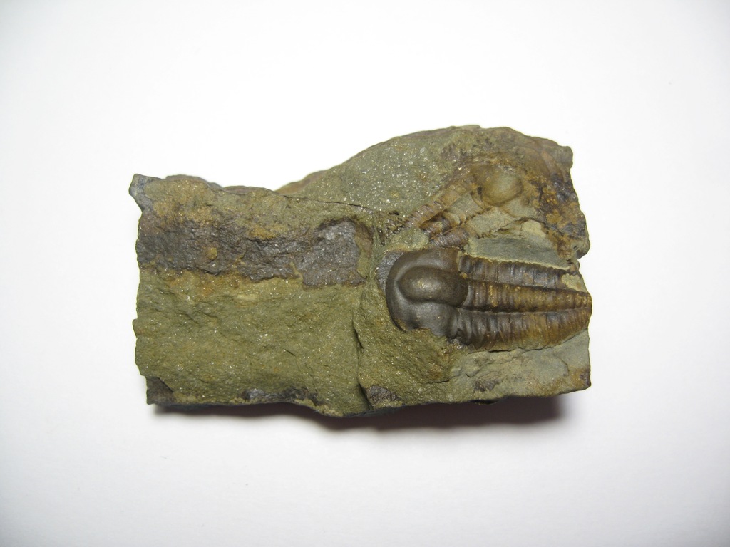 TRYLOBIT Ellipsocephalus hoffi KAMBR Czechy JINCE