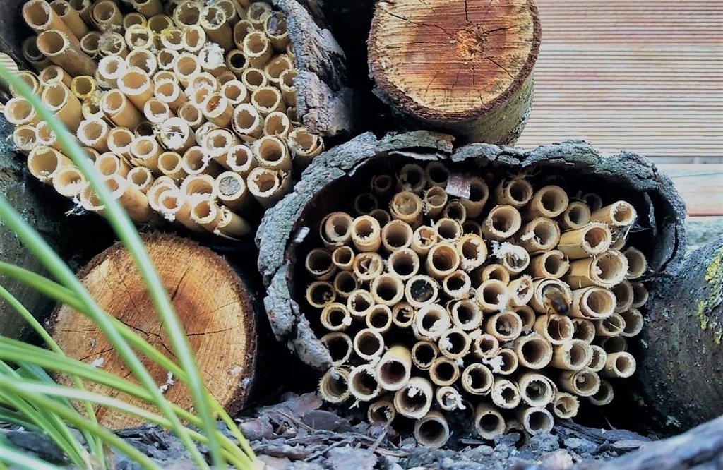 Murarka ogrodowa (Osmia rufa), pszczoły murarki