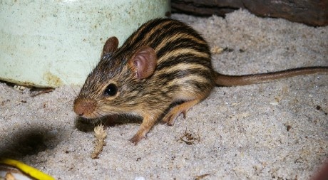 Mysz zebrowata (Lemniscomys barbarus)