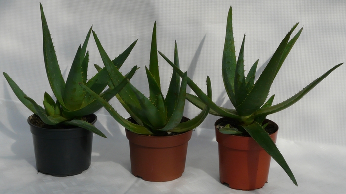 Aloes Zwyczajny Aloe Vera