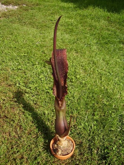 Arum cornutum- diabelski jęzor -10szt