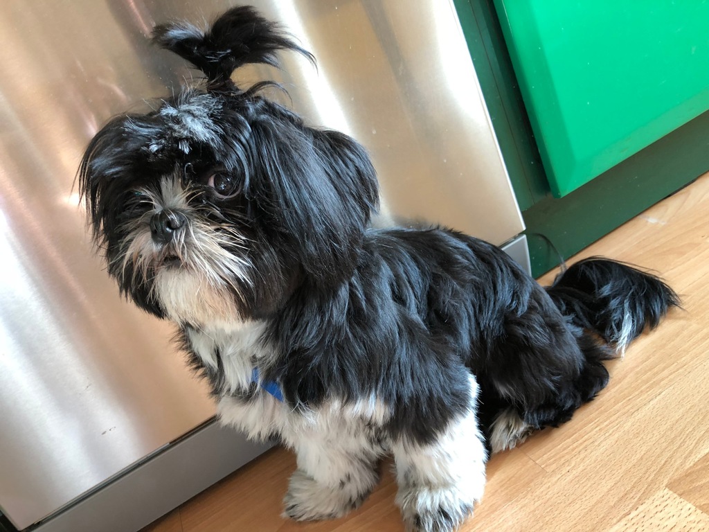 Shih - Tzu suczka