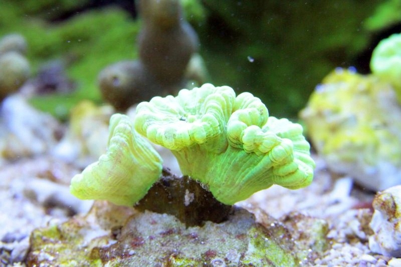 Koralowiec Koral Caulastrea Fluo 3 główki