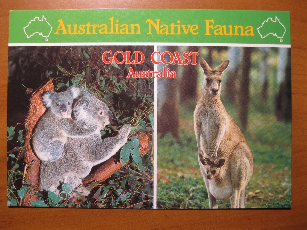 Kangur i Koala Australia