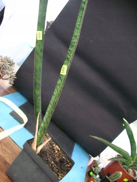 Kaktusy Sansevieria horwoodii x nr4974 sadzonka