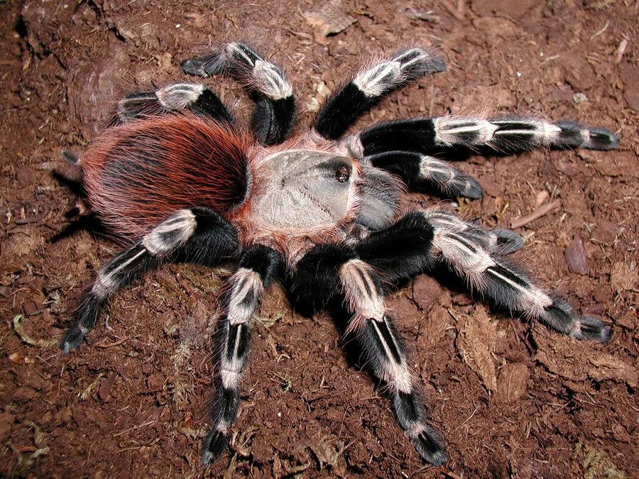 Nhandu chromatus SAMICA 4,5 DC