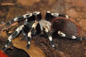 Nhandu chromatus L5, pająk, ptasznik