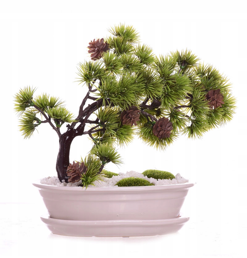 Drzewko bonsai iglaste z szyszkami