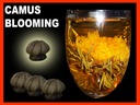 FEJLŐDŐ VIRÁGZÓ TEA CAMUS BLOOMING 1 Márka más