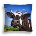 ПОЛЬСКАЯ МОЛОЧНАЯ ПОДУШКА MUĆKA FUDGE ZW 05 JASIEK