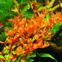 Rośliny do akwarium Rotala Colorata 25-35 szt. XXL