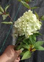 Hortenzia csokor Magical CANDLE INTENZÍV SÁRGA Palánta jellege palánta 0,5 l-es edényben