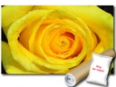 Vliesová fototapeta 254x184 Šiška svetložltej ruže +lepidlo Výška produktu 184 cm
