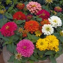 DWARF ZINNIA LILIPUT MIX – РАЙ ДЛЯ БАБОЧЕК