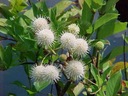 Западный пуговица - Cephalanthus occidentalis.