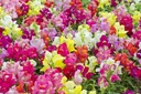 LEVÍ TRPASLÍK (ANTIRRHINUM MAJUS NANUM) MIX FARIEB 500 SEMIEN Druh rastliny Iný