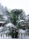 1000 semien Trachycarpus Fortunei mrazuvzdorná Palma vo vašej záhrade do - Charakteristické vlastnosti náročné na slnko čistenie vzduchu nenáročné na starostlivosť vhodné pre domáce zvieratá zriedkavé