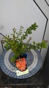 Chaenomeles japonica 'Cido' - Pigwowiec japoński Kolor kwiatów pomarańczowy