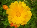 BYLINA NECHTÍK LEKÁRSKY CALENDULA 50 SEMIEN Farba kvetu oranžová žltá