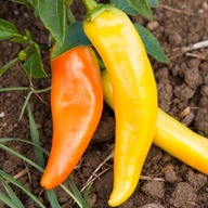 Paprika Capsicum annuum Harvey žltá 0.51 semená zeleniny papriky