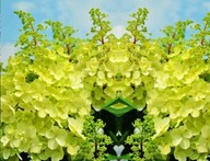 Kyticová hortenzia CANDLELIGHT Intenzívne žltá