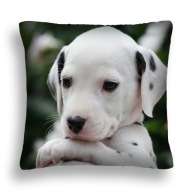 PÁRNA NAGY 50*50 KUTYA 15 DALMATA