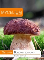 HRÍB SOSNOVÝ podhubie lesné huby Mycélium
