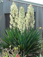 JUKA KAROLÍNSKA (YUCCA FILAMENTOSA) - 20 SEMIEN