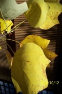 Tulipanowiec drzewiasty szczepiony żółto-ziel inny