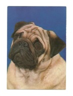 Pocztówka - Mops - portret / pies / seria z 1976 r.