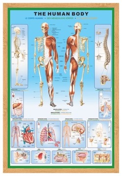 Анатомия строения человеческого тела - постер 61х91,5