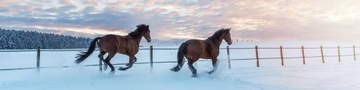 Мужской кожаный кошелек Wild Horse, коричневый футляр