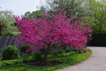 ВЕДРО ИУДЫ Cercis canadensis, розовое чудо В ГОРШКЕ