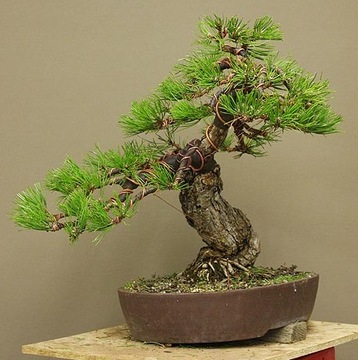 SOSNA CZARNA - PINUS NIGRA S - 20 NASION